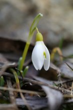 P1030944_2012-03-09_Schneegloeckchen_HF.JPG