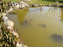 Teichtrübung 16.03.2012.jpg