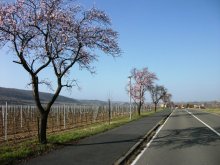 Mandelblüte in der Vorderpfalz.jpg