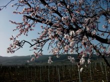 Mandelblüte.jpg