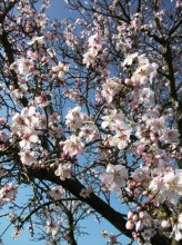Mandelblüte 2.jpg
