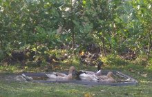 teich1.JPG