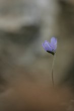 IQ3M5494_2012-03-31_Leberblümchen_HF.jpg