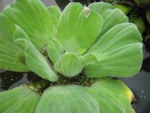 Pistia_stratiotes_var._mit_verdickten_Blättern01.jpg