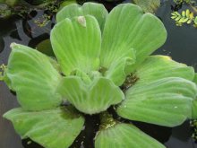 Pistia_stratiotes_var._mit_verdickten_Blättern02.jpg