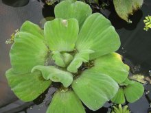 Pistia_stratiotes_var._mit_verdickten_Blättern03.jpg