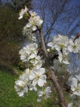 Kwetscheblüte 2012.jpg