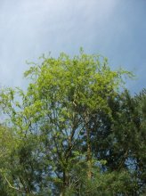 Korkenzieher mit aktuellem Himmel  14Uhr 30 3.4.2012.jpg