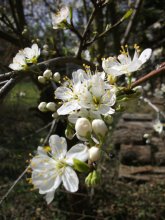Mirabelle 2012.jpg