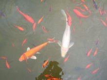 100_4783.jpg