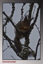 Eichhörnchen-2.jpg