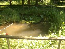 Teich1_neu.jpg Teich1_neu.jpg