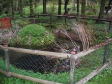 Teich3_neu.jpg Teich3_neu.jpg