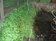 Teich4_neu.jpg Teich4_neu.jpg