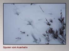 Spuren-vom-Auerhahn.jpg