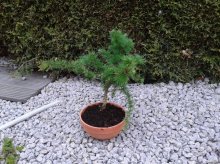 bonsai.jpg