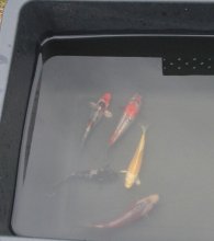koi2012_1.jpg