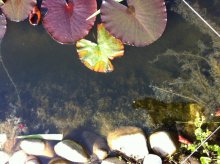 Teich1.jpg