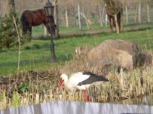 Storch 004 web.JPG