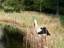 Storch 010web.JPG