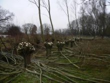 Holz 2012 003web.JPG