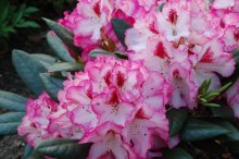 Rhodo 2012.JPG