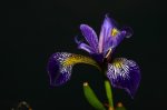 Iris_versicolor.jpg