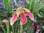 Sarracenia minorxrubra.jpg