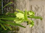 Sarracenia minor Blüte.jpg