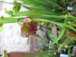 Sarracenia rubra Blüte.jpg