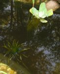 Krebsschere und Wassersalat.jpg