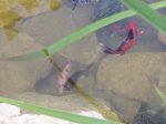 Fische 001.JPG Fische 001.JPG