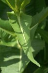 Blatt2.jpg Blatt2.jpg