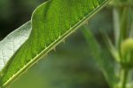 Detail Blatt.jpg Detail Blatt.jpg