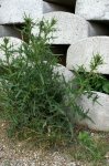 Distel.jpg Distel.jpg