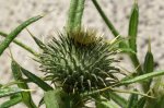Distel-Knospe.jpg Distel-Knospe.jpg
