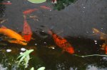 DSC_0006.jpg DSC_0006.jpg