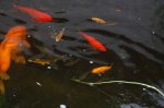 DSC_0004.jpg DSC_0004.jpg