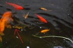 DSC_0004 koi.jpg