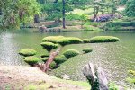 Taxus.jpg