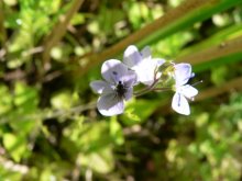 Teich 2012 037web.JPG