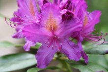 IQ3M8005_2012-05-29_Rhodo-Hofer_Bluete.JPG