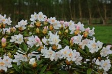 weiß-rosa Rhodi blüht_kl.jpg