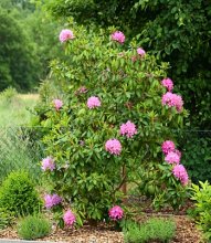 pinker Rhodi rechts Mitte blüht_smaller.JPG