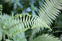 IQ3M8090_2012-05-30_welcher-Farn.JPG