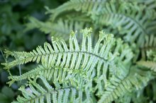 IQ3M8091_welcher-Farn.JPG