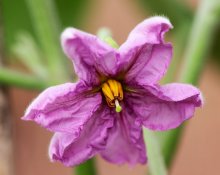 Aubergine Ophelia_smaller.jpg Aubergine Ophelia_smaller.jpg