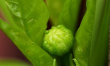 grüne Paprika 4_5mm groß_smaller.jpg grüne Paprika 4_5mm groß_smaller.jpg