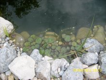 Teich nach UVC 007.jpg
