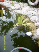 Teich nach UVC 011.jpg